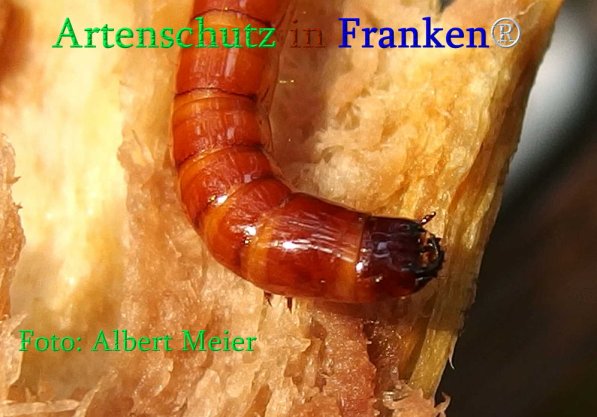 Copyright AiS Albert Meier Bild zum Eintrag (71001-160)