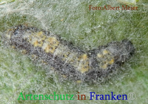 Copyright AiS Albert Meier Bild zum Eintrag (71049-160)