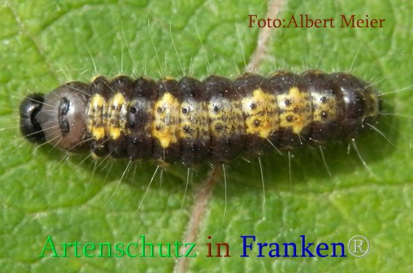 Copyright AiS Albert Meier Bild zum Eintrag (71050-160)