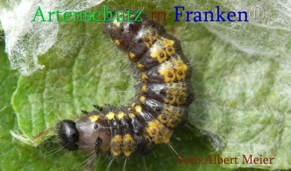 Copyright AiS Albert Meier Bild zum Eintrag (71051-160)