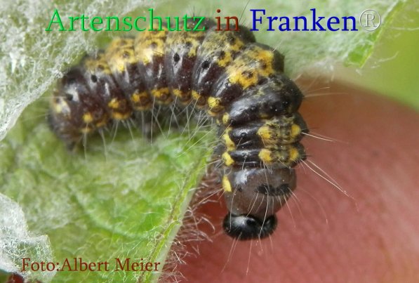 Copyright AiS Albert Meier Bild zum Eintrag (71052-160)