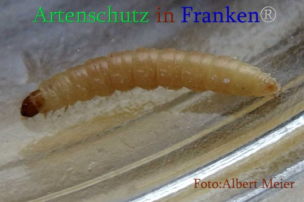 Copyright AiS Albert Meier Bild zum Eintrag (71061-160)
