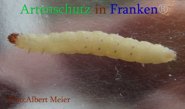 Copyright AiS Albert Meier Bild zum Eintrag (71062-160)