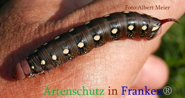 Copyright AiS Albert Meier Bild zum Eintrag (71094-160)
