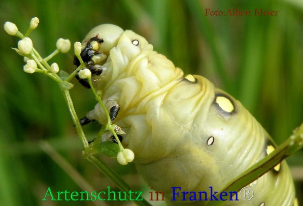 Copyright AiS Albert Meier Bild zum Eintrag (71101-160)