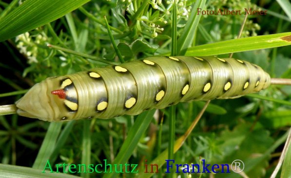 Copyright AiS Albert Meier Bild zum Eintrag (71102-160)