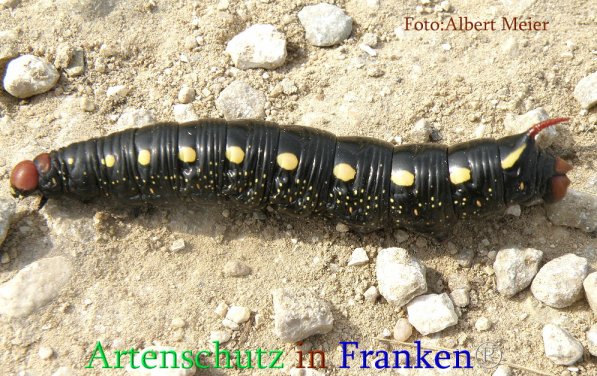 Copyright AiS Albert Meier Bild zum Eintrag (71103-160)