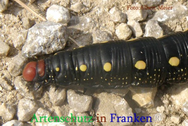 Copyright AiS Albert Meier Bild zum Eintrag (71104-160)