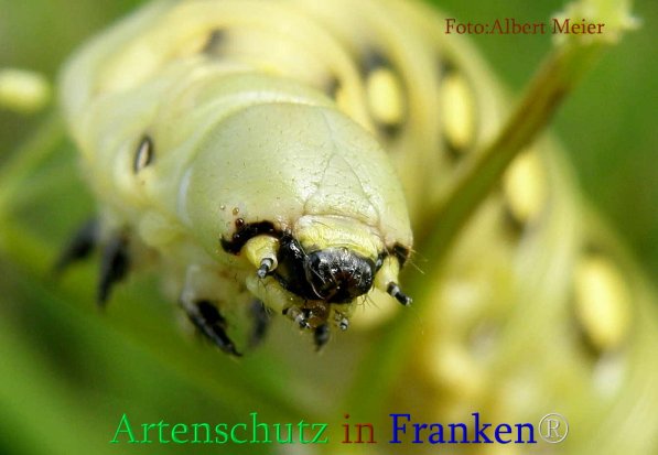 Copyright AiS Albert Meier Bild zum Eintrag (71106-160)