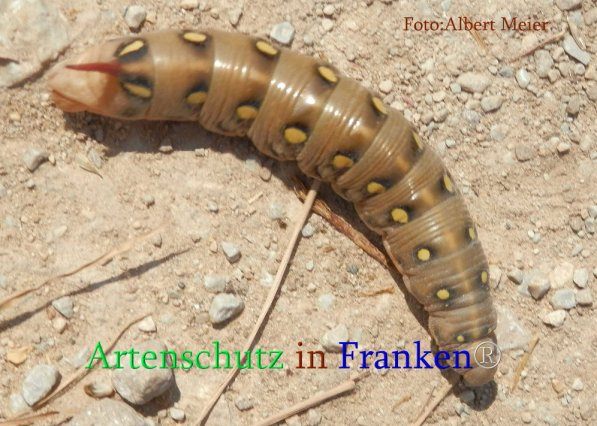 Copyright AiS Albert Meier Bild zum Eintrag (71108-160)