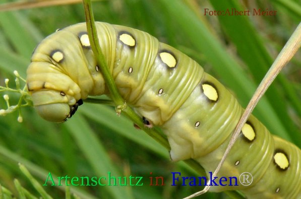 Copyright AiS Albert Meier Bild zum Eintrag (71113-160)