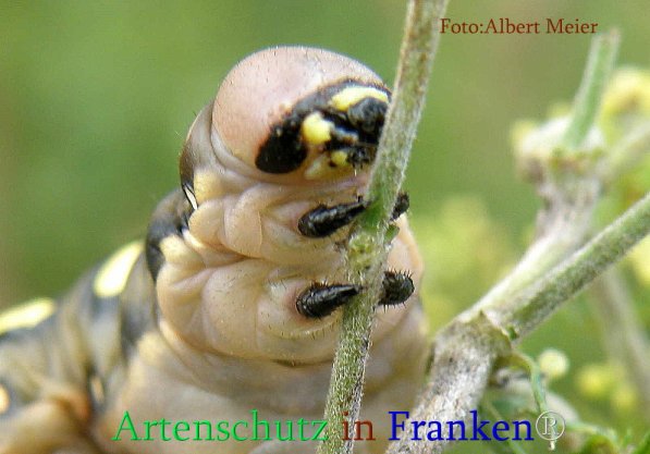 Copyright AiS Albert Meier Bild zum Eintrag (71115-160)