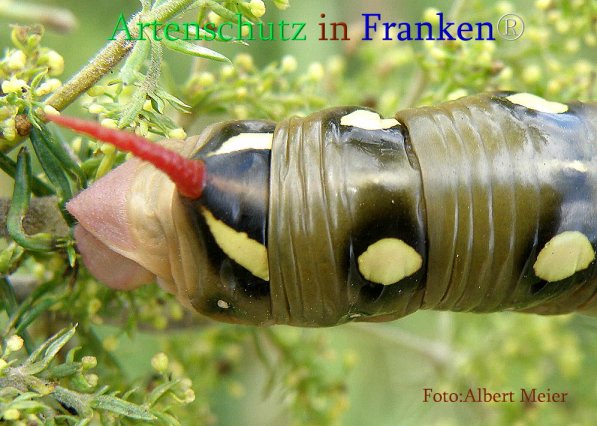 Copyright AiS Albert Meier Bild zum Eintrag (71117-160)