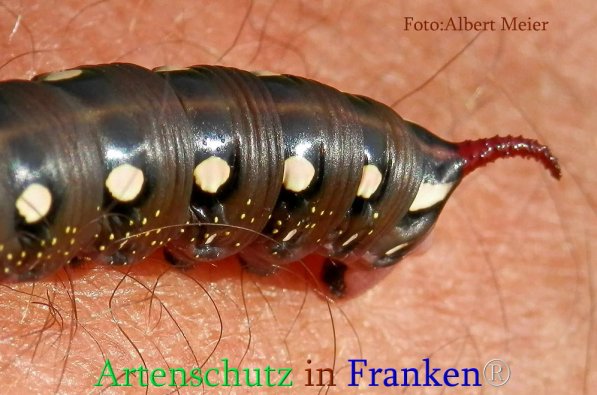 Copyright AiS Albert Meier Bild zum Eintrag (71119-160)