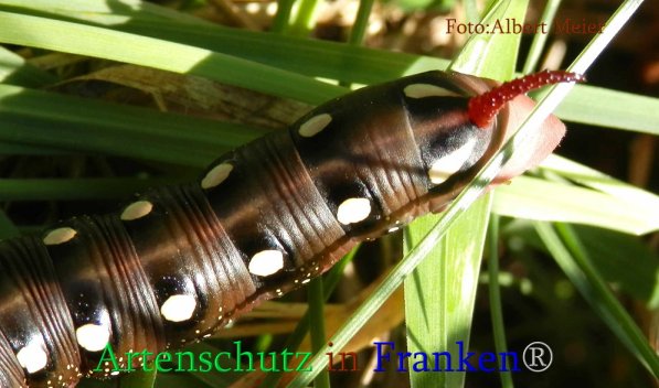 Copyright AiS Albert Meier Bild zum Eintrag (71120-160)