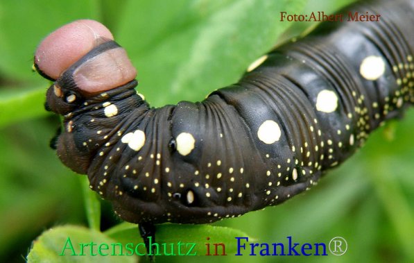 Copyright AiS Albert Meier Bild zum Eintrag (71123-160)