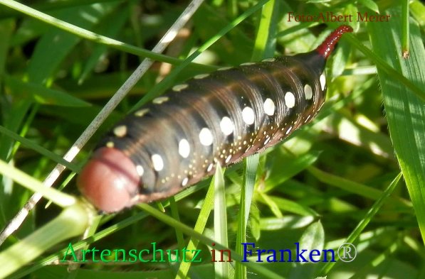 Copyright AiS Albert Meier Bild zum Eintrag (71125-160)