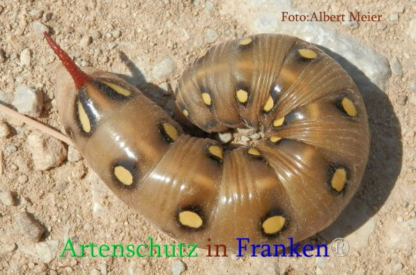 Copyright AiS Albert Meier Bild zum Eintrag (71127-160)