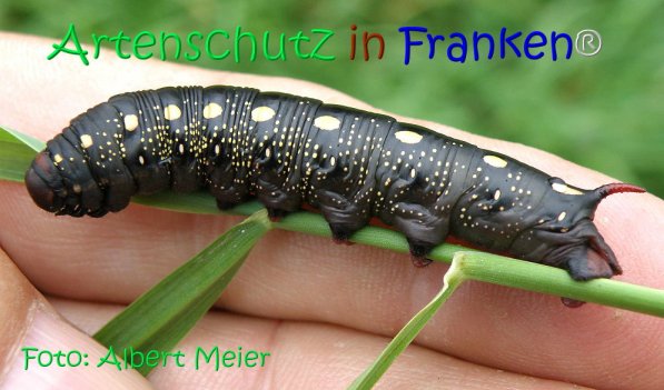 Copyright AiS Albert Meier Bild zum Eintrag (71141-160)