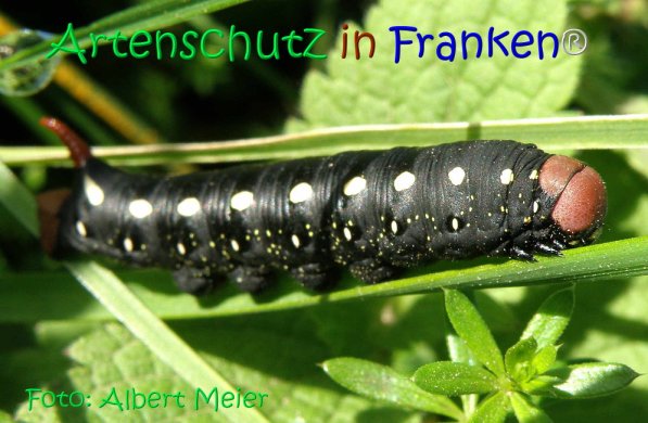 Copyright AiS Albert Meier Bild zum Eintrag (71142-160)