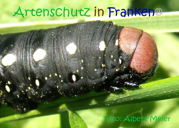 Copyright AiS Albert Meier Bild zum Eintrag (71143-160)