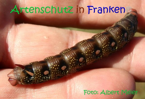 Copyright AiS Albert Meier Bild zum Eintrag (71144-160)