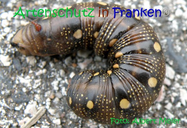 Copyright AiS Albert Meier Bild zum Eintrag (71146-160)