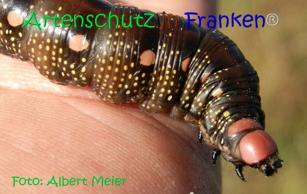 Copyright AiS Albert Meier Bild zum Eintrag (71149-160)