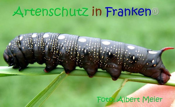 Copyright AiS Albert Meier Bild zum Eintrag (71150-160)