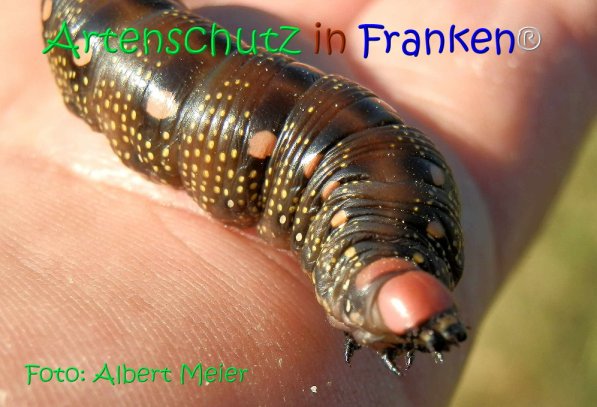 Copyright AiS Albert Meier Bild zum Eintrag (71153-160)