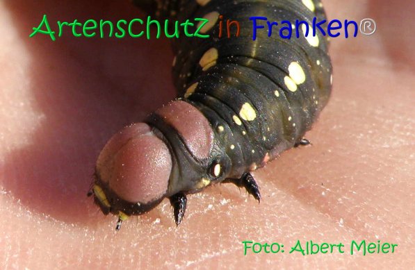 Copyright AiS Albert Meier Bild zum Eintrag (71154-160)