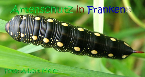 Copyright AiS Albert Meier Bild zum Eintrag (71155-160)