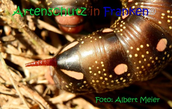 Copyright AiS Albert Meier Bild zum Eintrag (71165-160)