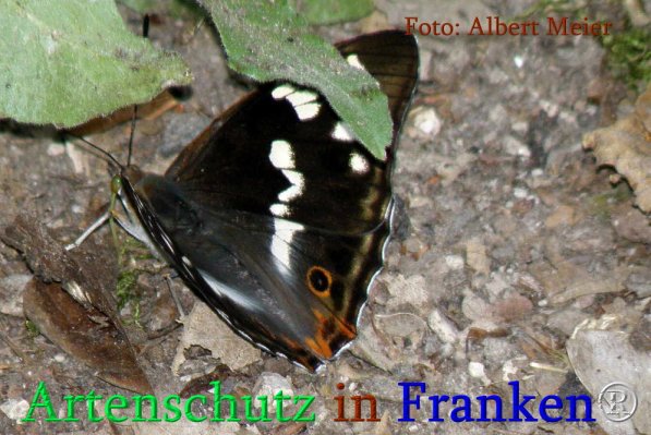 Copyright AiS Albert Meier Bild zum Eintrag (71237-160)