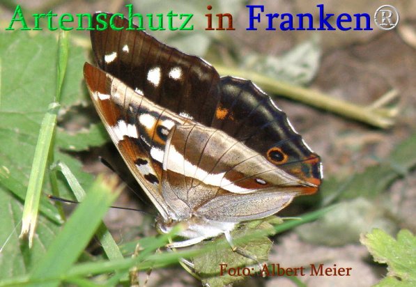 Copyright AiS Albert Meier Bild zum Eintrag (71238-160)
