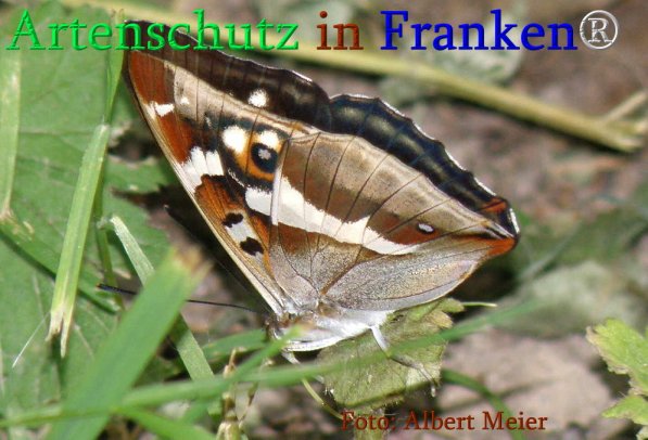 Copyright AiS Albert Meier Bild zum Eintrag (71239-160)