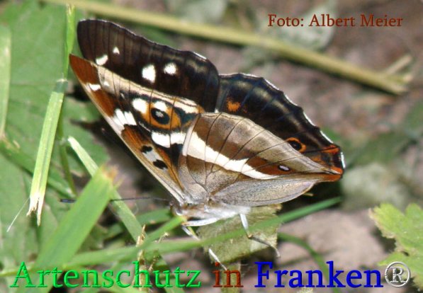 Copyright AiS Albert Meier Bild zum Eintrag (71241-160)