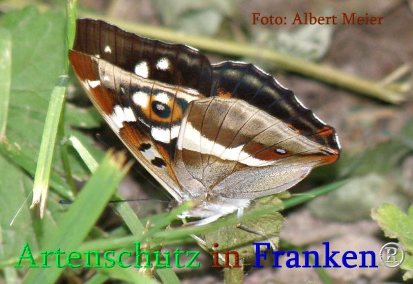 Copyright AiS Albert Meier Bild zum Eintrag (71242-160)