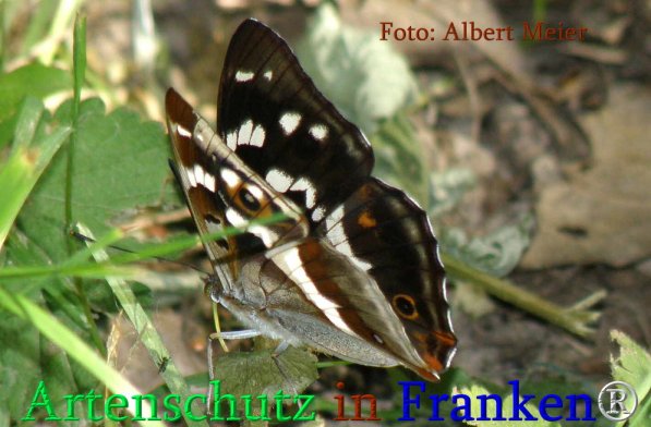Copyright AiS Albert Meier Bild zum Eintrag (71243-160)