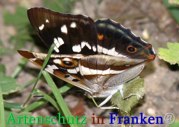 Copyright AiS Albert Meier Bild zum Eintrag (71246-160)