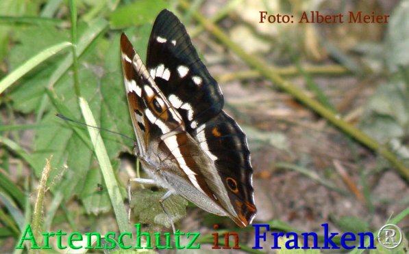 Copyright AiS Albert Meier Bild zum Eintrag (71247-160)