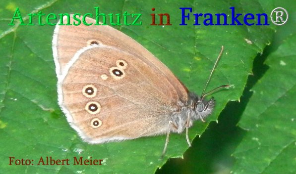 Copyright AiS Albert Meier Bild zum Eintrag (71263-160)