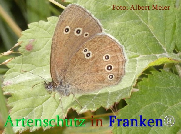 Copyright AiS Albert Meier Bild zum Eintrag (71264-160)