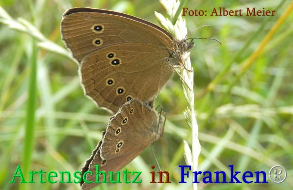 Copyright AiS Albert Meier Bild zum Eintrag (71265-160)