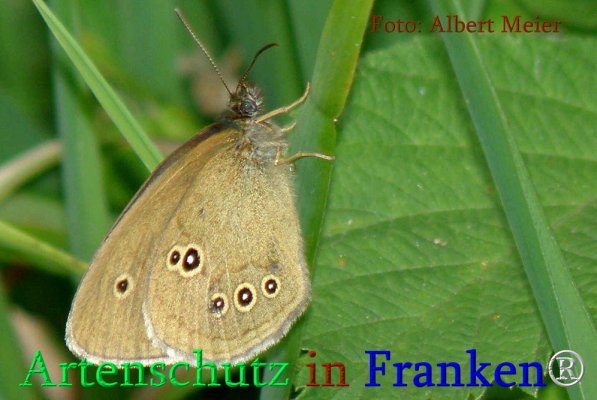 Copyright AiS Albert Meier Bild zum Eintrag (71266-160)