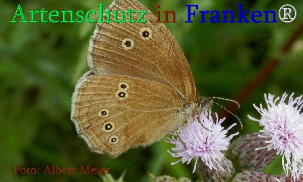 Copyright AiS Albert Meier Bild zum Eintrag (71267-160)