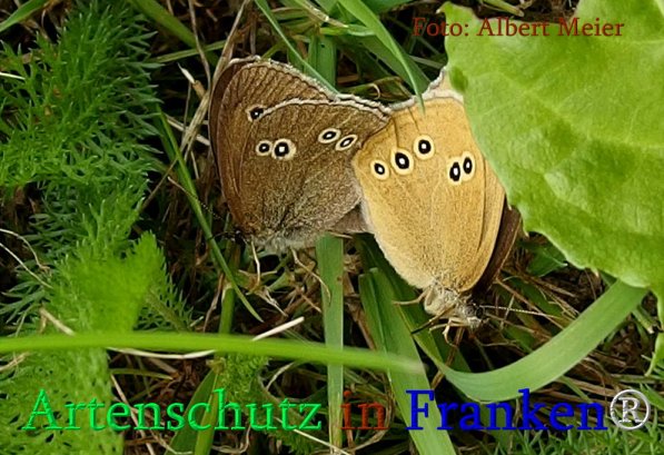 Copyright AiS Albert Meier Bild zum Eintrag (71268-160)