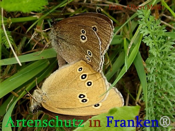 Copyright AiS Albert Meier Bild zum Eintrag (71269-160)