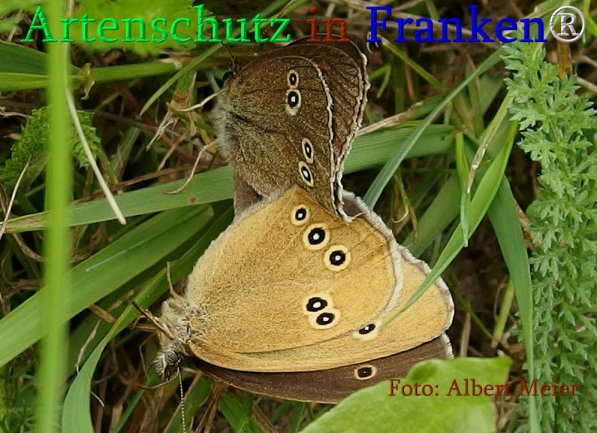 Copyright AiS Albert Meier Bild zum Eintrag (71270-160)