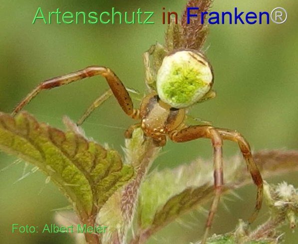 Copyright AiS Albert Meier Bild zum Eintrag (71316-160)